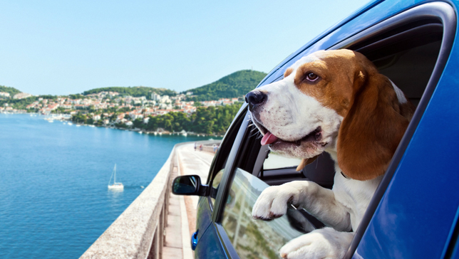 travel-with-dog