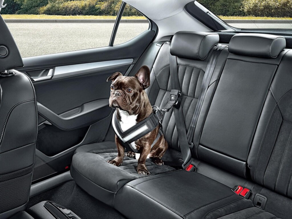 Skoda pet  accessories  (4)