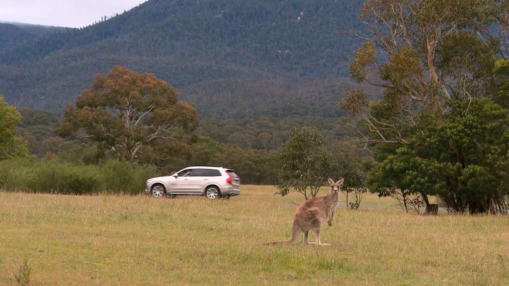 Volvo Cars begins first ever Australian tests for kangaroo safety research